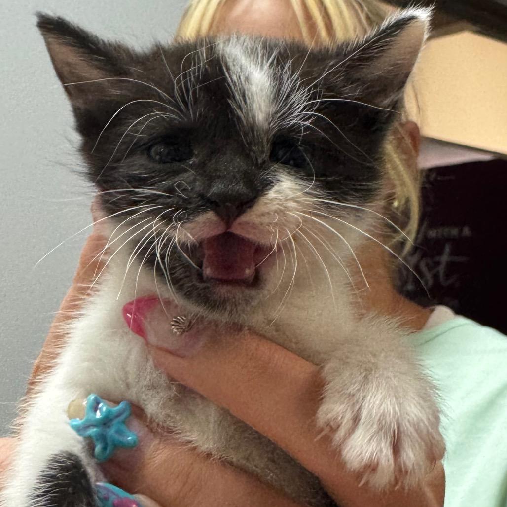 Cleo, Adoptable, Kitten Female Domestic Short Hair.