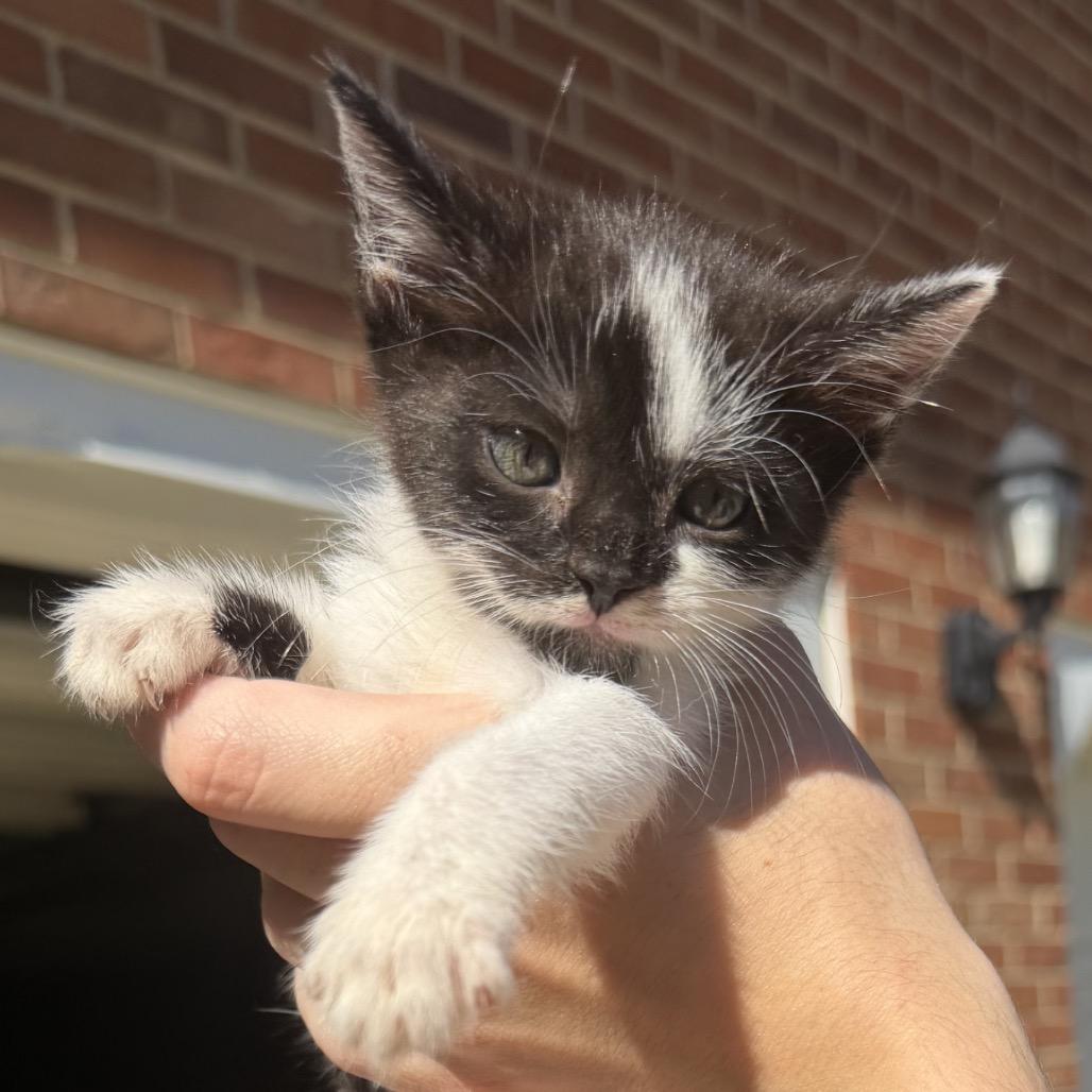 Cleo, a Adoptable Domestic Short Hair in North Canton, OH image 2/3