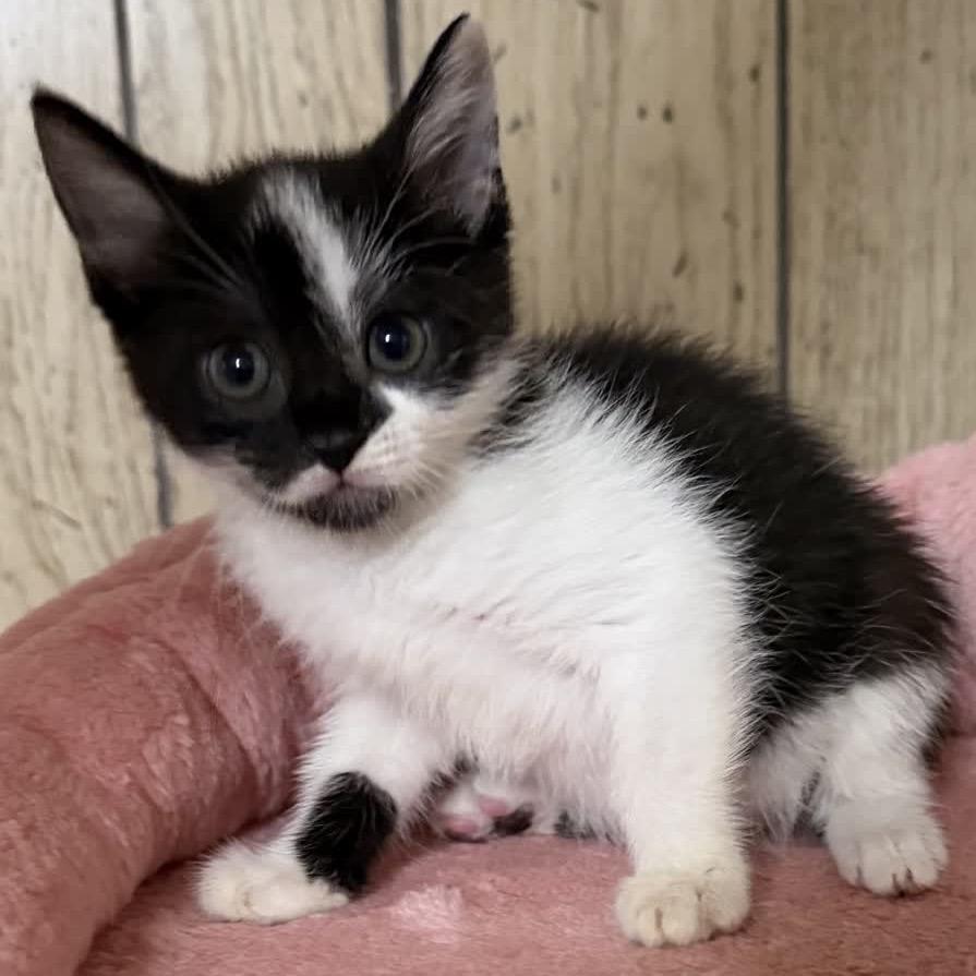 Cleo, a Adoptable Domestic Short Hair in North Canton, OH image 3/3