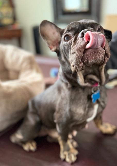 Enlarge Charlotte, a ADOPTABLE French Bulldog in Folsom, CA image 4/6