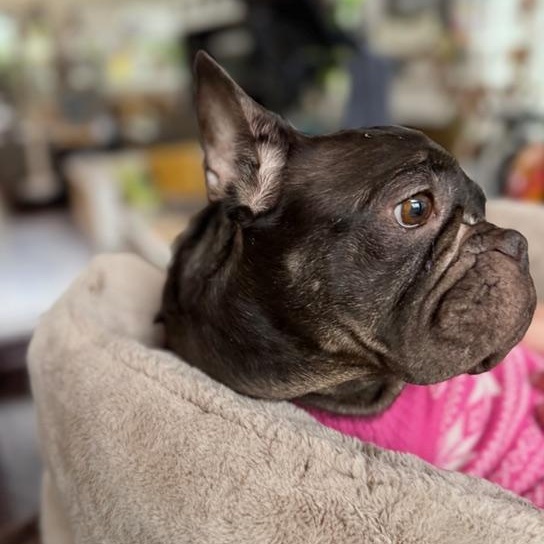 Enlarge Charlotte, a ADOPTABLE French Bulldog in Folsom, CA image 6/6