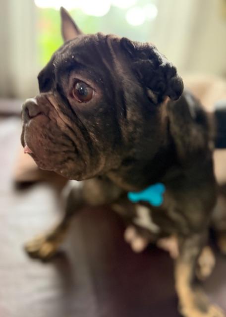 Enlarge Charlotte, a ADOPTABLE French Bulldog in Folsom, CA image 5/6