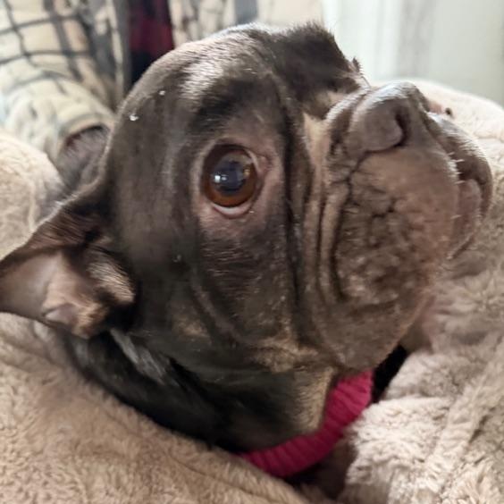 Enlarge Charlotte, a ADOPTABLE French Bulldog in Folsom, CA image 3/6
