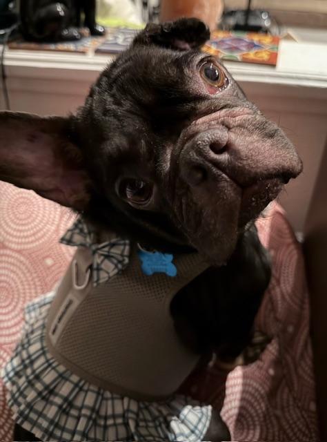 Enlarge Charlotte, a ADOPTABLE French Bulldog in Folsom, CA image 2/6