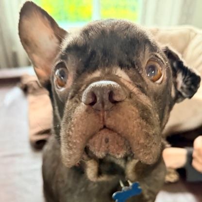 Enlarge Charlotte, a ADOPTABLE French Bulldog in Folsom, CA image 1/6