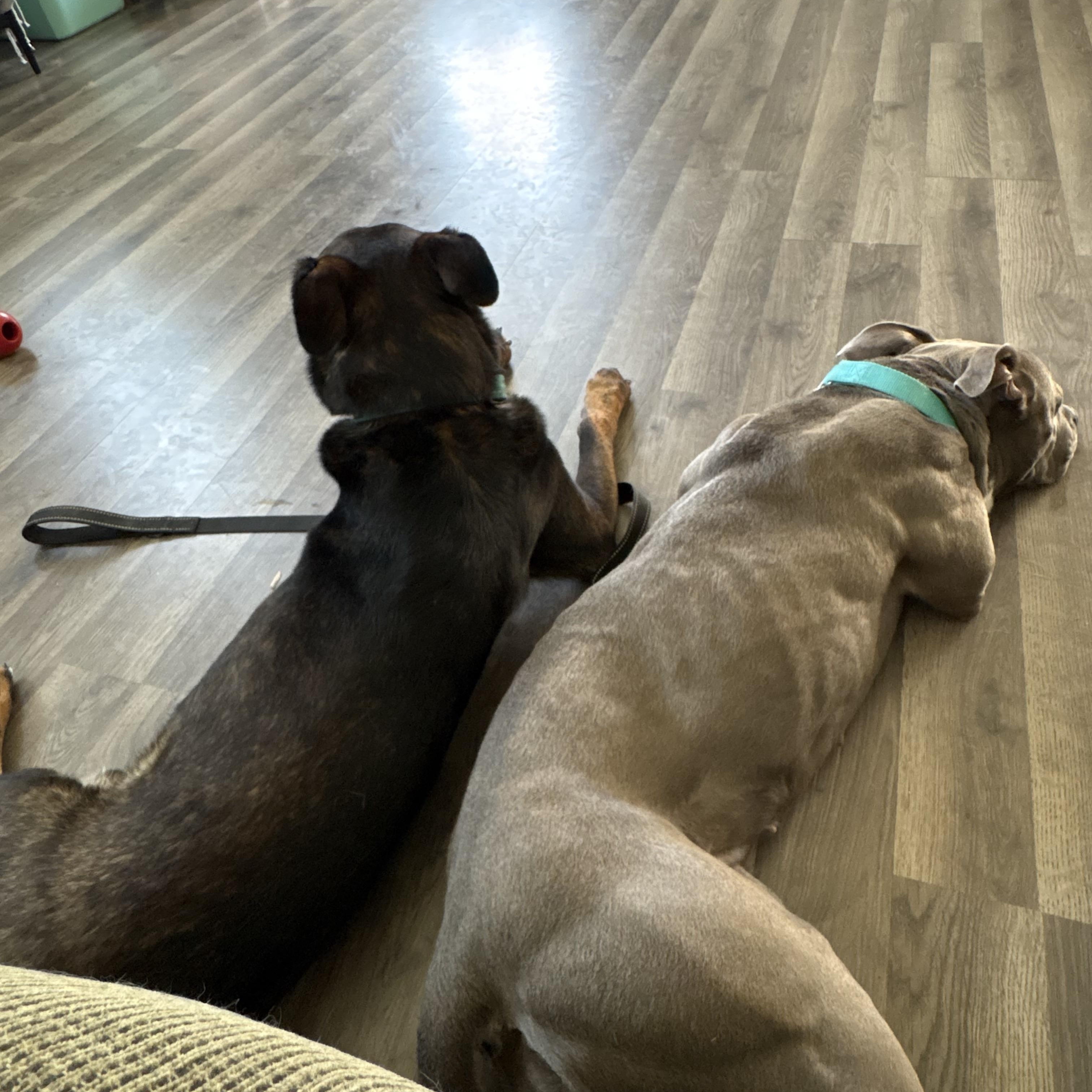 Enlarge Monae, a ADOPTABLE mixed breed in Benton Harbor, MI image 2/6