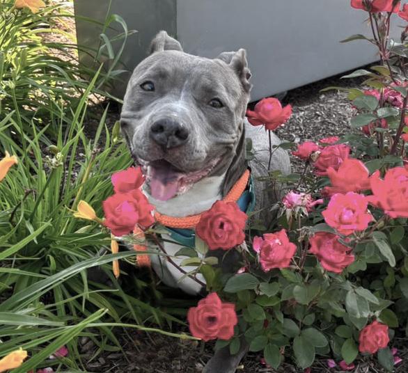 Enlarge Monae, a ADOPTABLE mixed breed in Benton Harbor, MI image 1/6