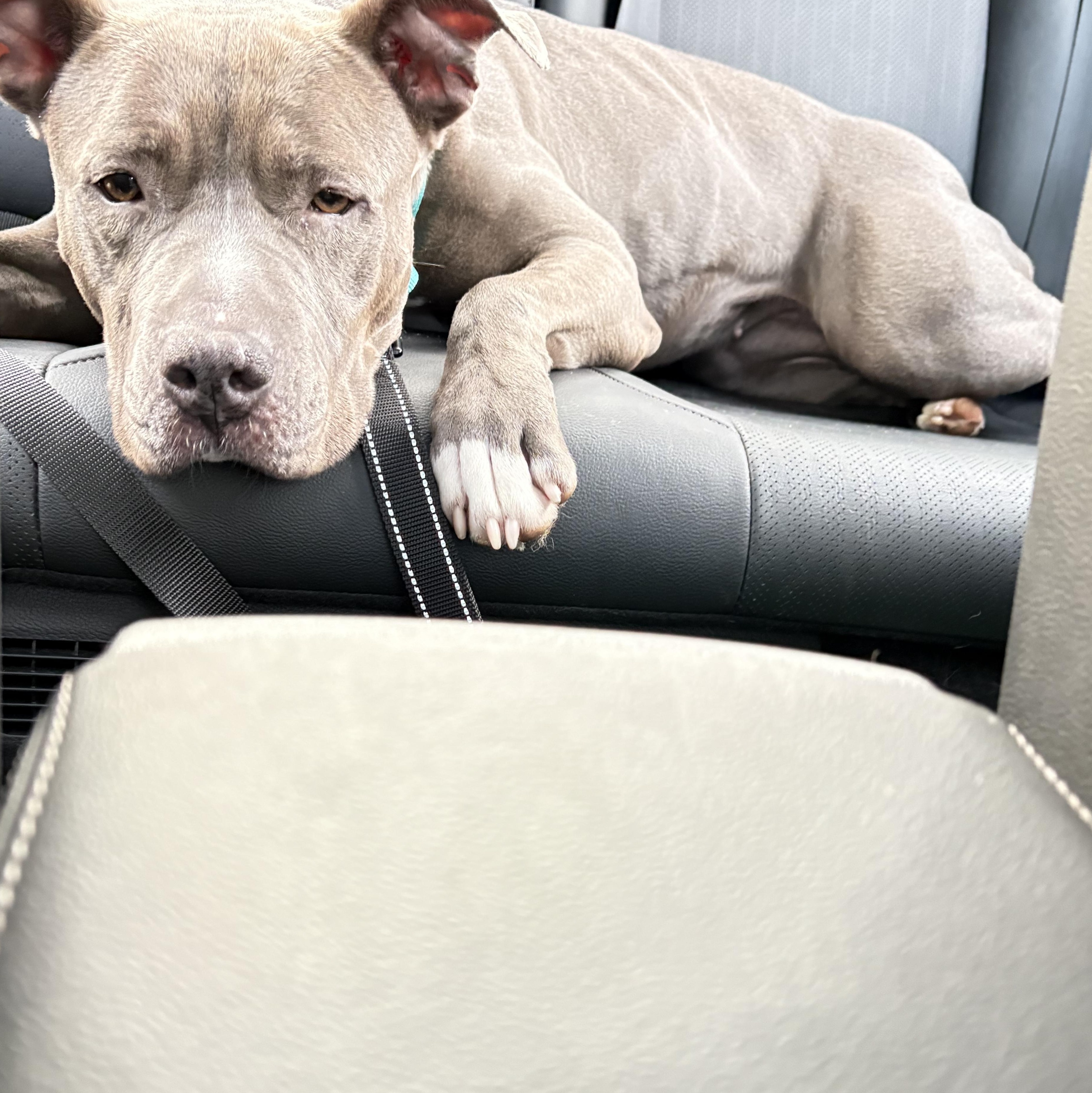Enlarge Monae, a ADOPTABLE mixed breed in Benton Harbor, MI image 6/6