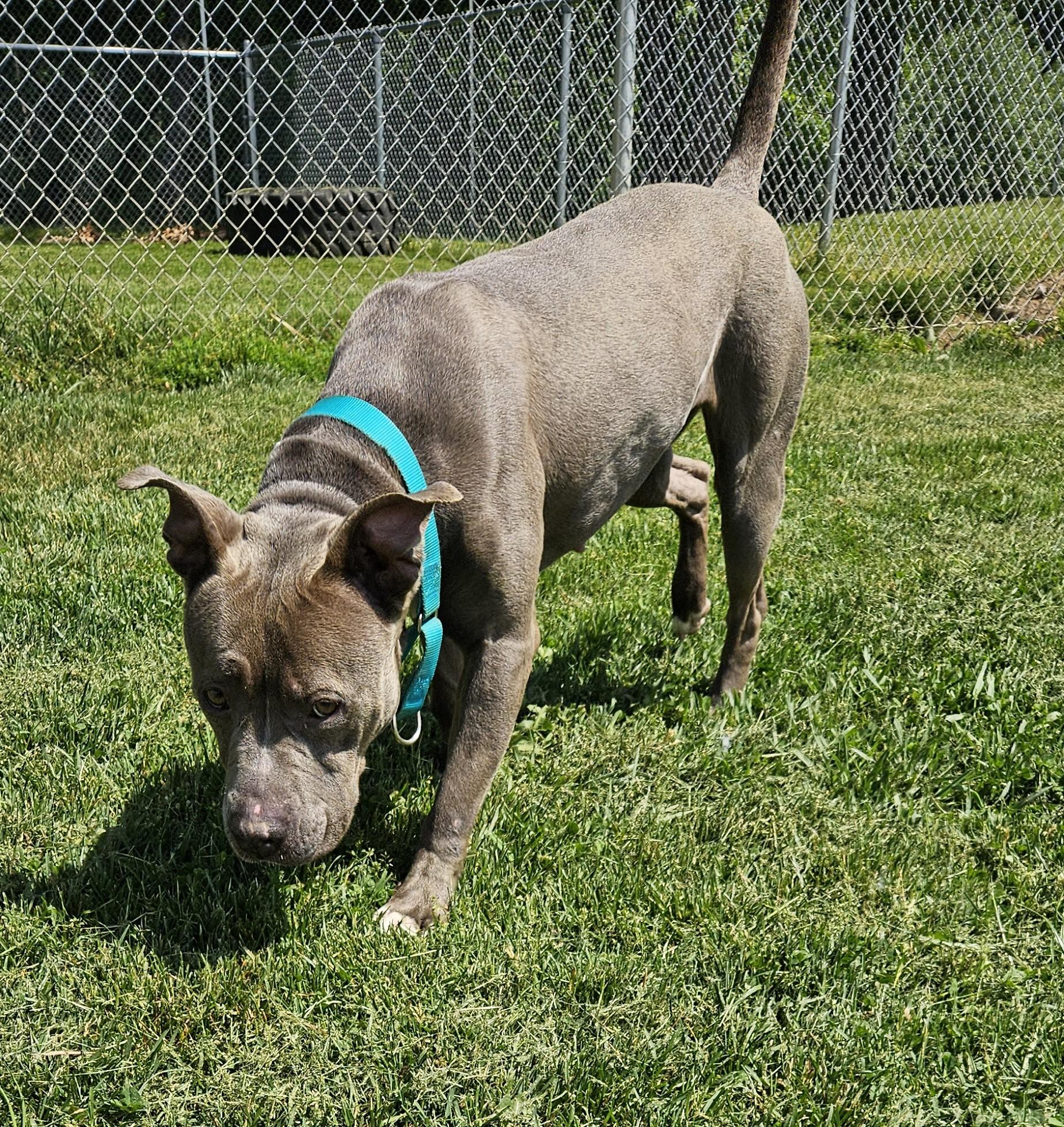 Monae, a ADOPTABLE mixed breed in Benton Harbor, MI image 4/5