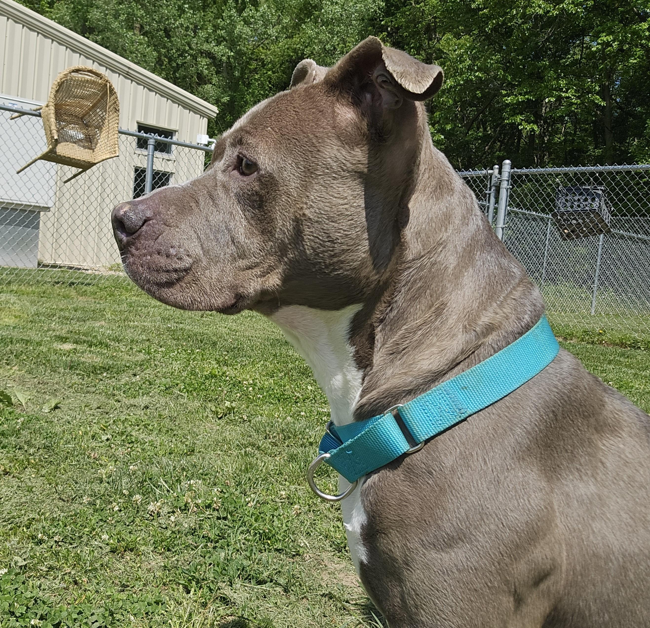 Monae, a ADOPTABLE mixed breed in Benton Harbor, MI image 3/5