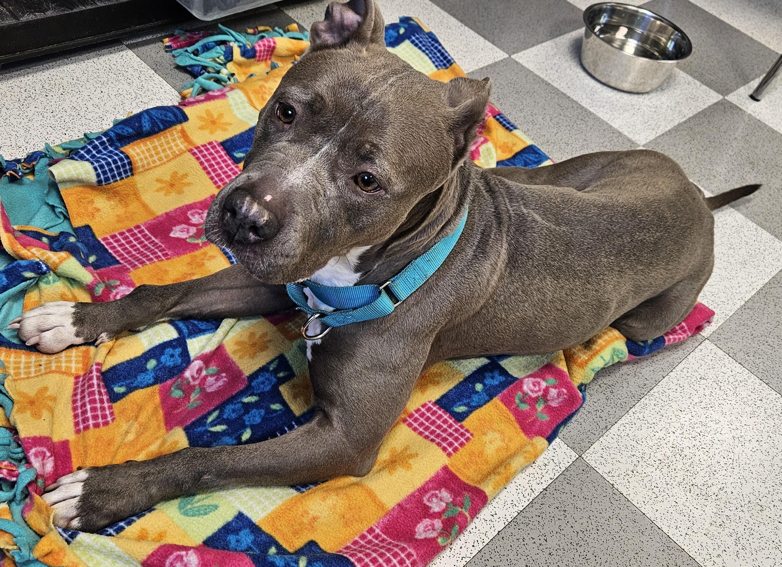 Monae, a ADOPTABLE mixed breed in Benton Harbor, MI image 1/5
