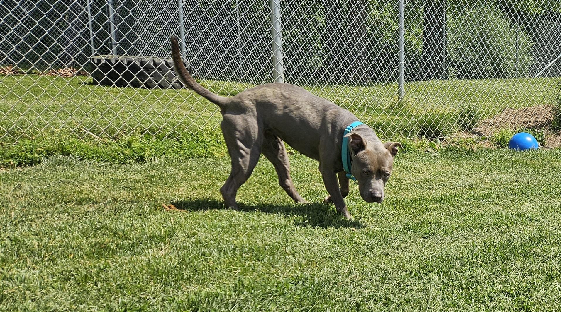 Monae, a ADOPTABLE mixed breed in Benton Harbor, MI image 5/5