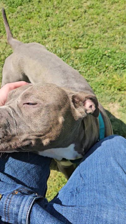 Enlarge Monae, a ADOPTABLE mixed breed in Benton Harbor, MI video 2/5