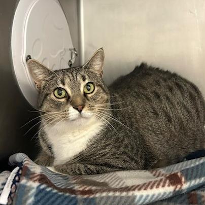 Enlarge Pearl, a Adoptable Domestic Short Hair in Knoxville, TN image 1/1