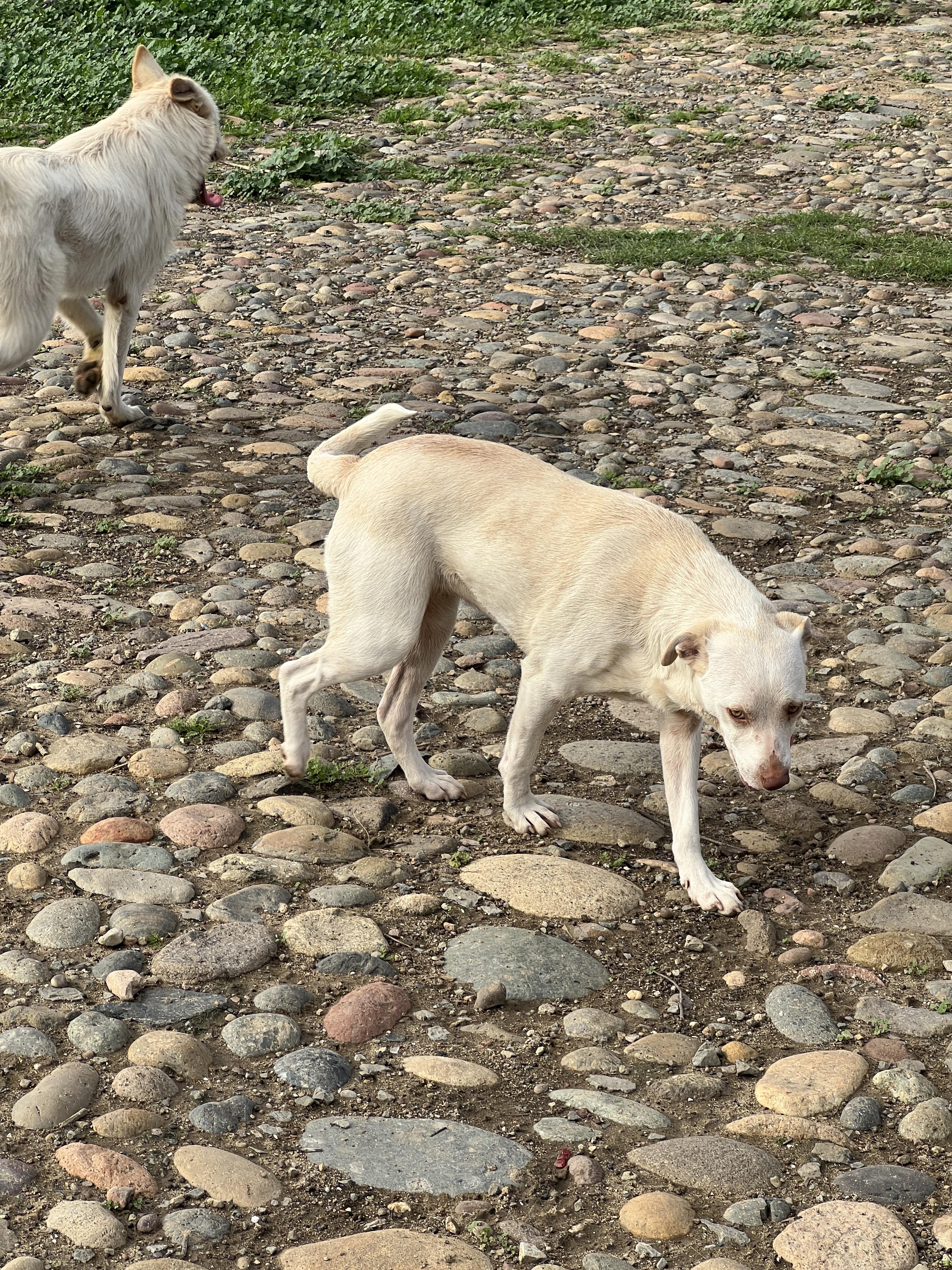 Honey, a ADOPTABLE mixed breed in Carlsbad, CA image 3/5