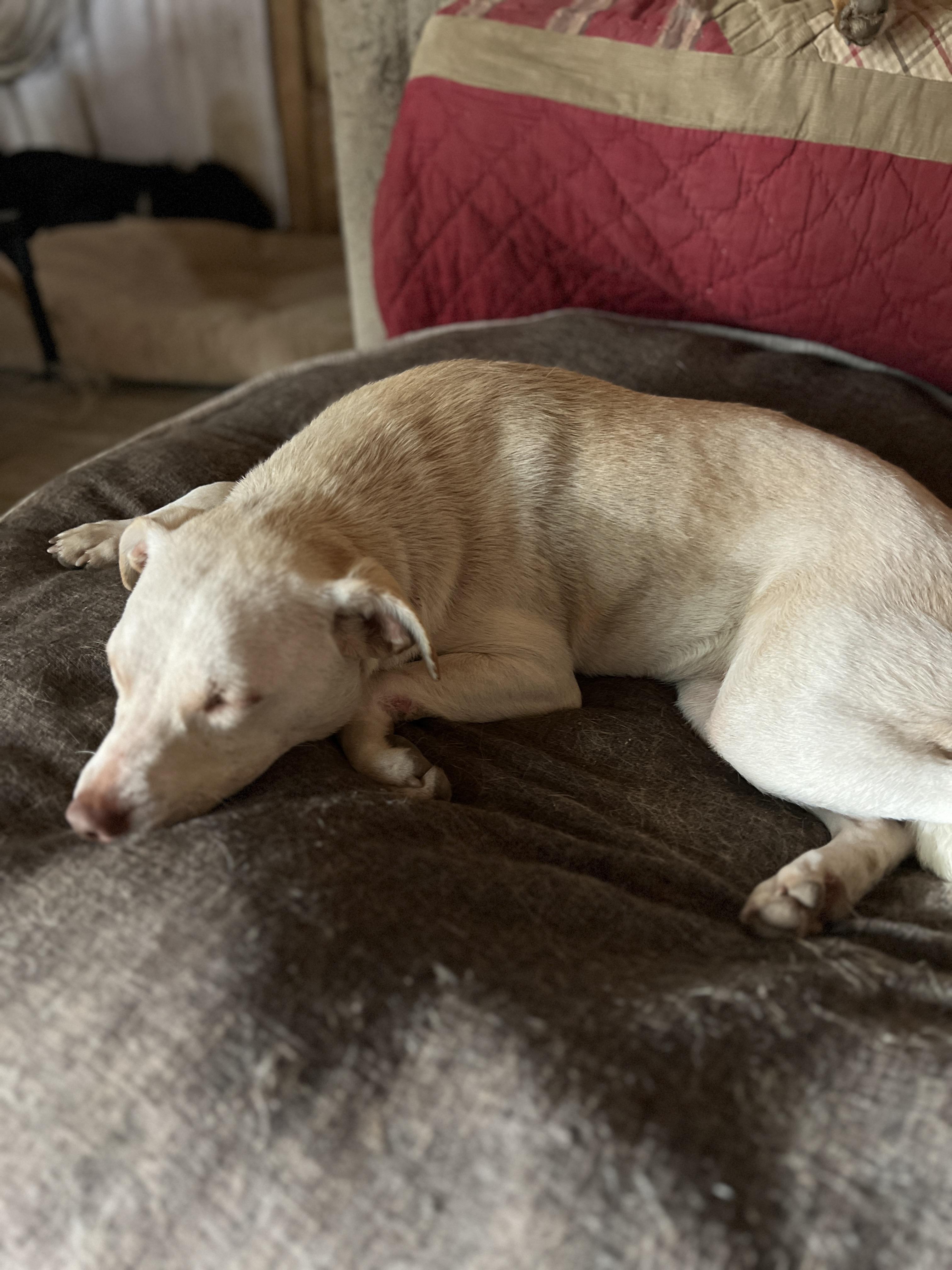 Honey, a ADOPTABLE mixed breed in Carlsbad, CA image 1/5