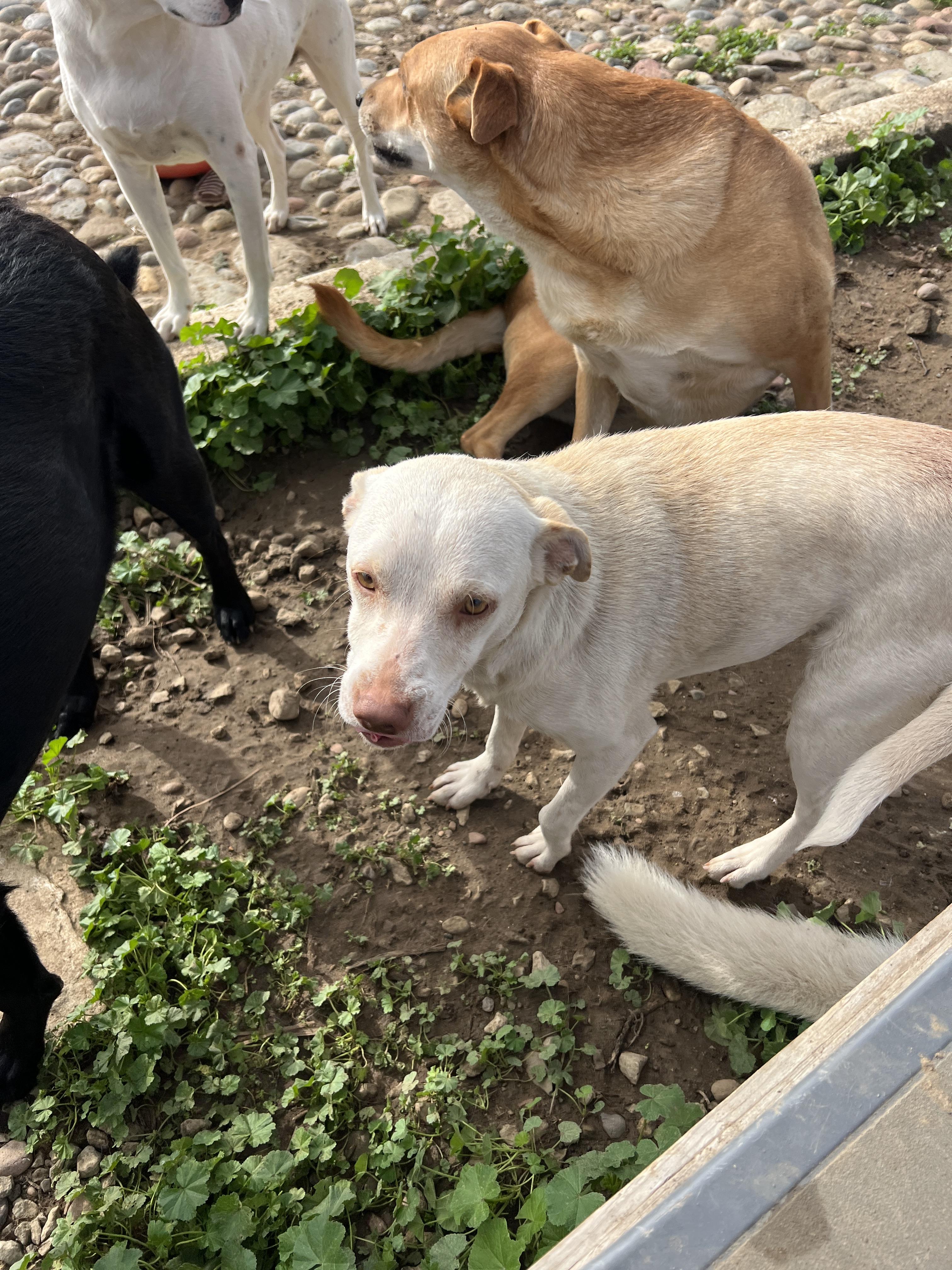 Honey, a ADOPTABLE mixed breed in Carlsbad, CA image 2/5