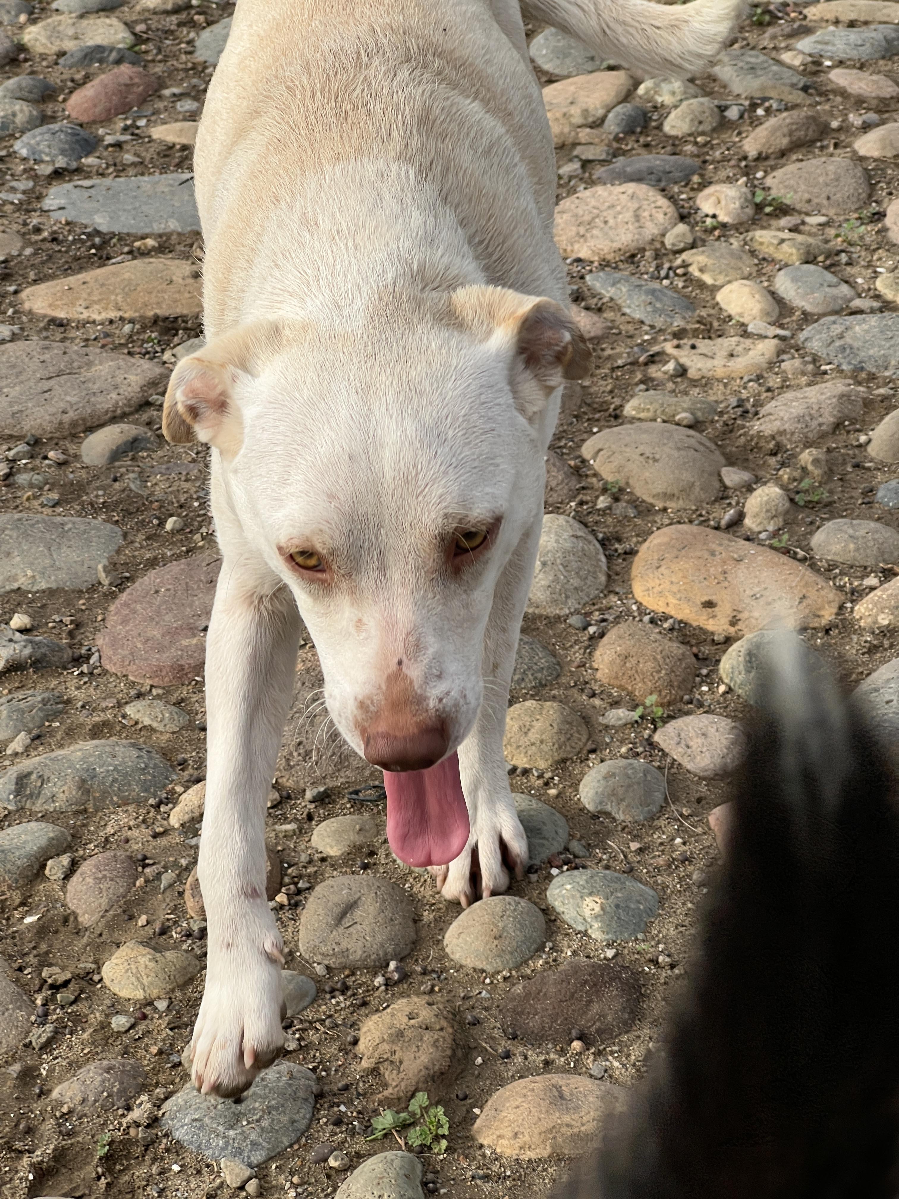 Honey, a ADOPTABLE mixed breed in Carlsbad, CA image 4/5