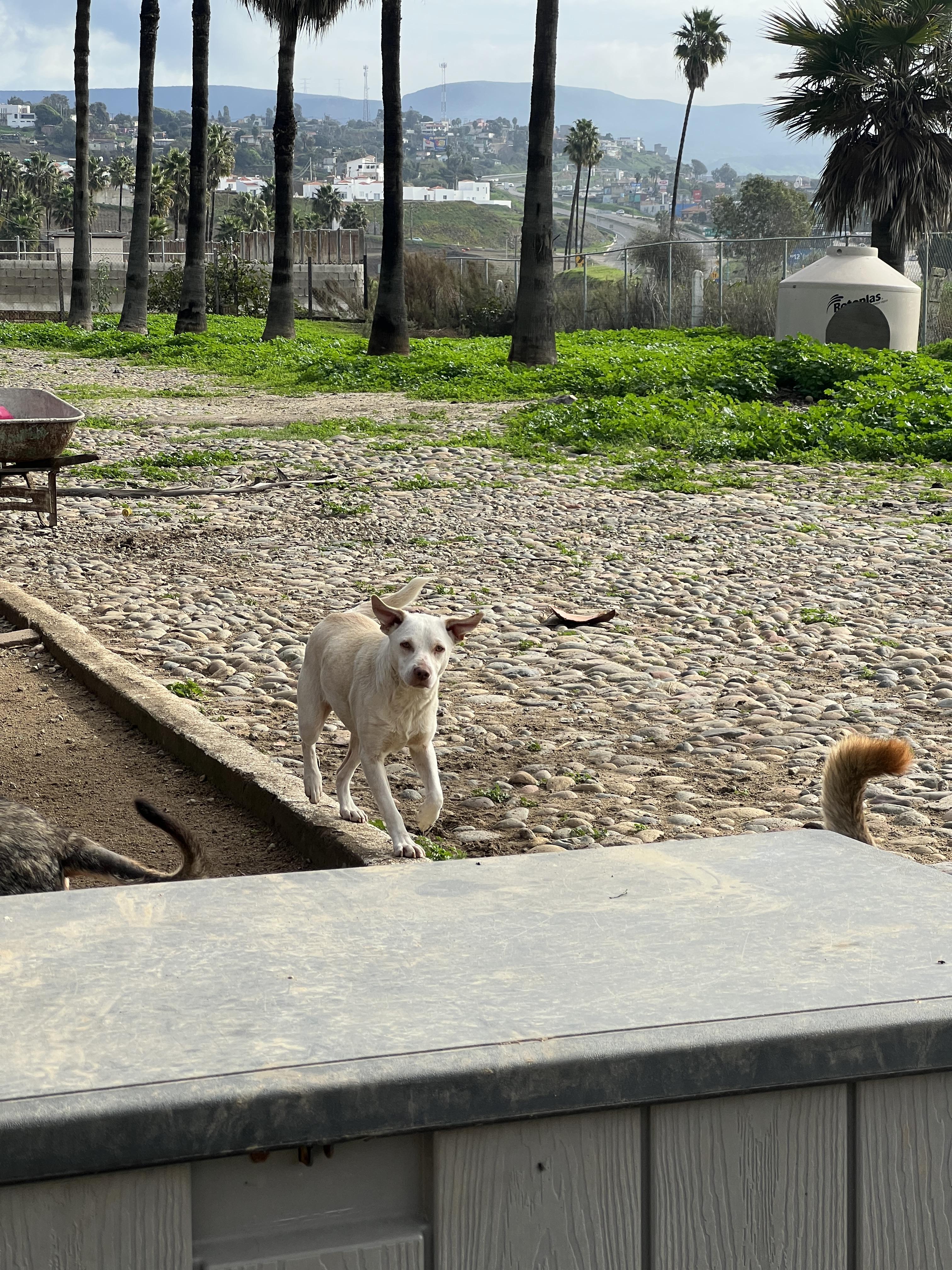 Honey, a ADOPTABLE mixed breed in Carlsbad, CA image 5/5