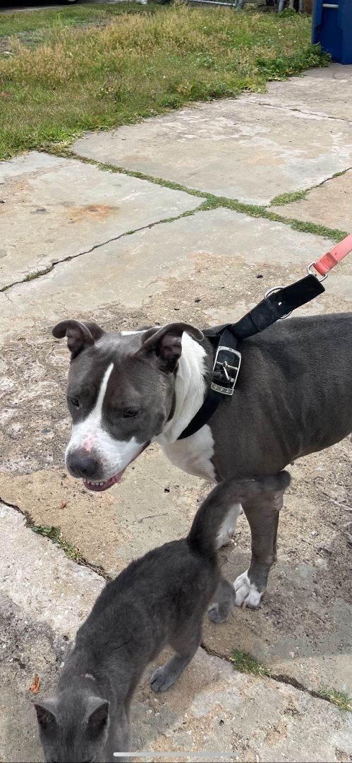 Enlarge Diesel, a Adopted mixed breed in Palm Harbor, FL image 1/6