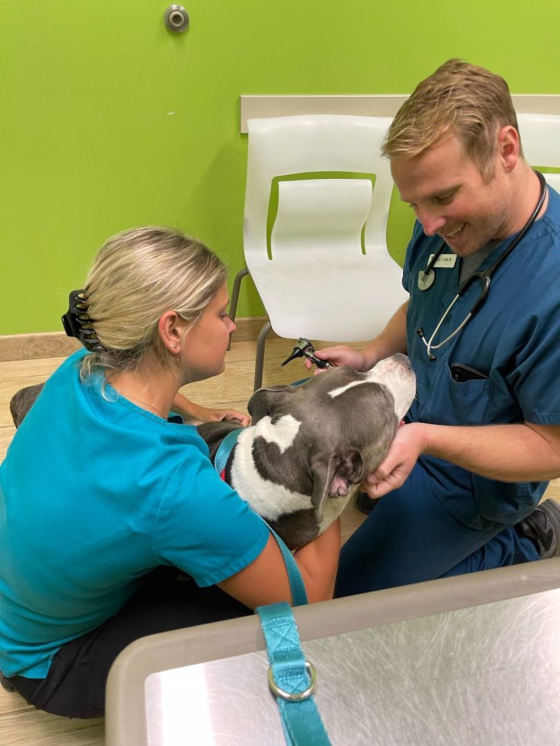 Enlarge Diesel, a Adopted mixed breed in Palm Harbor, FL image 2/6