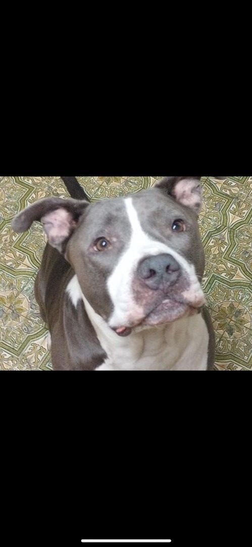 Enlarge Diesel, a Adopted mixed breed in Palm Harbor, FL image 3/6