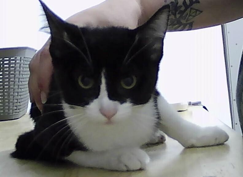 Charlie, Adoptable, Kitten Male Domestic Short Hair.