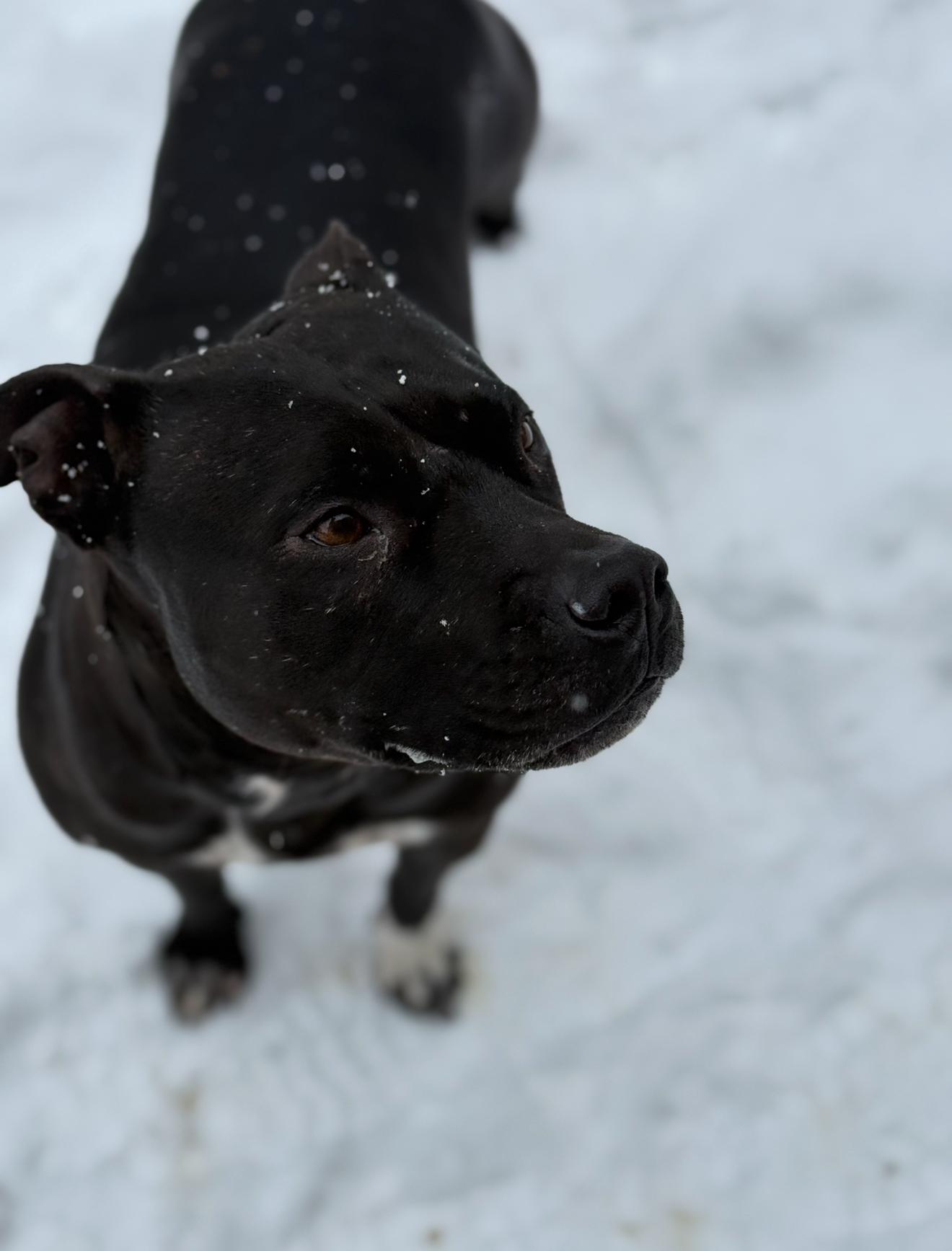 Juno, Adoptable, Adult Female American Staffordshire Terrier.