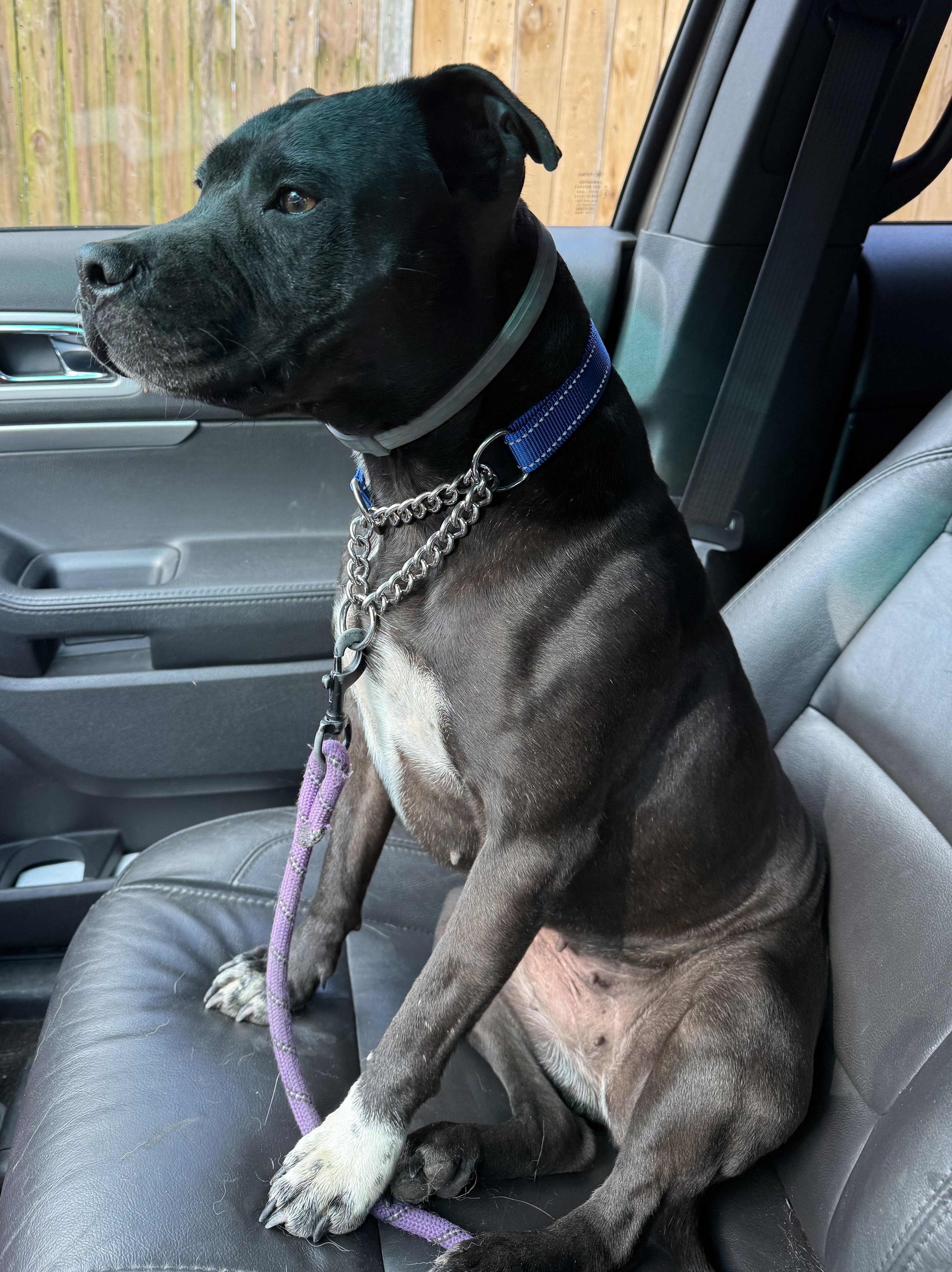 Enlarge Juno, a Adoptable mixed breed in Stahlstown, PA image 2/6