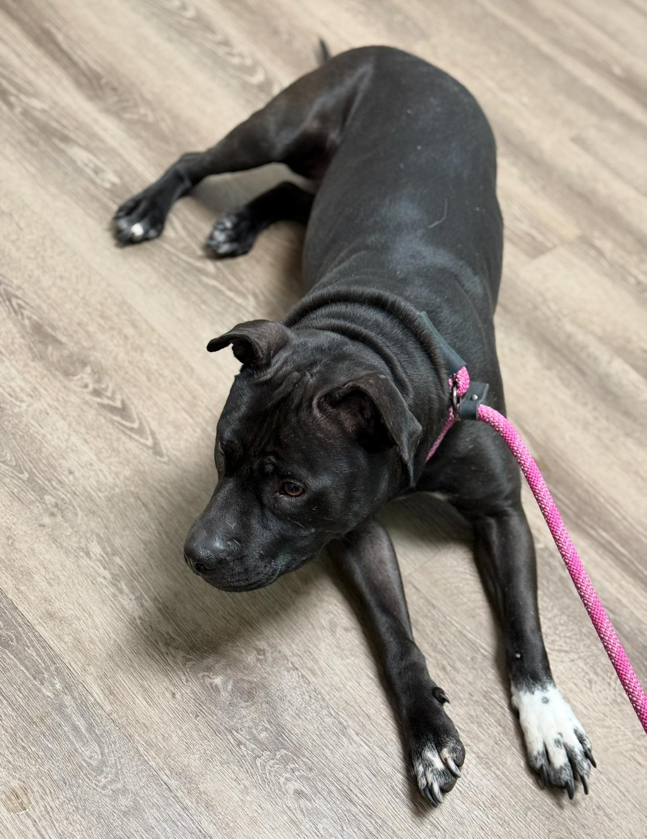 Enlarge Juno, a Adoptable mixed breed in Stahlstown, PA image 4/6