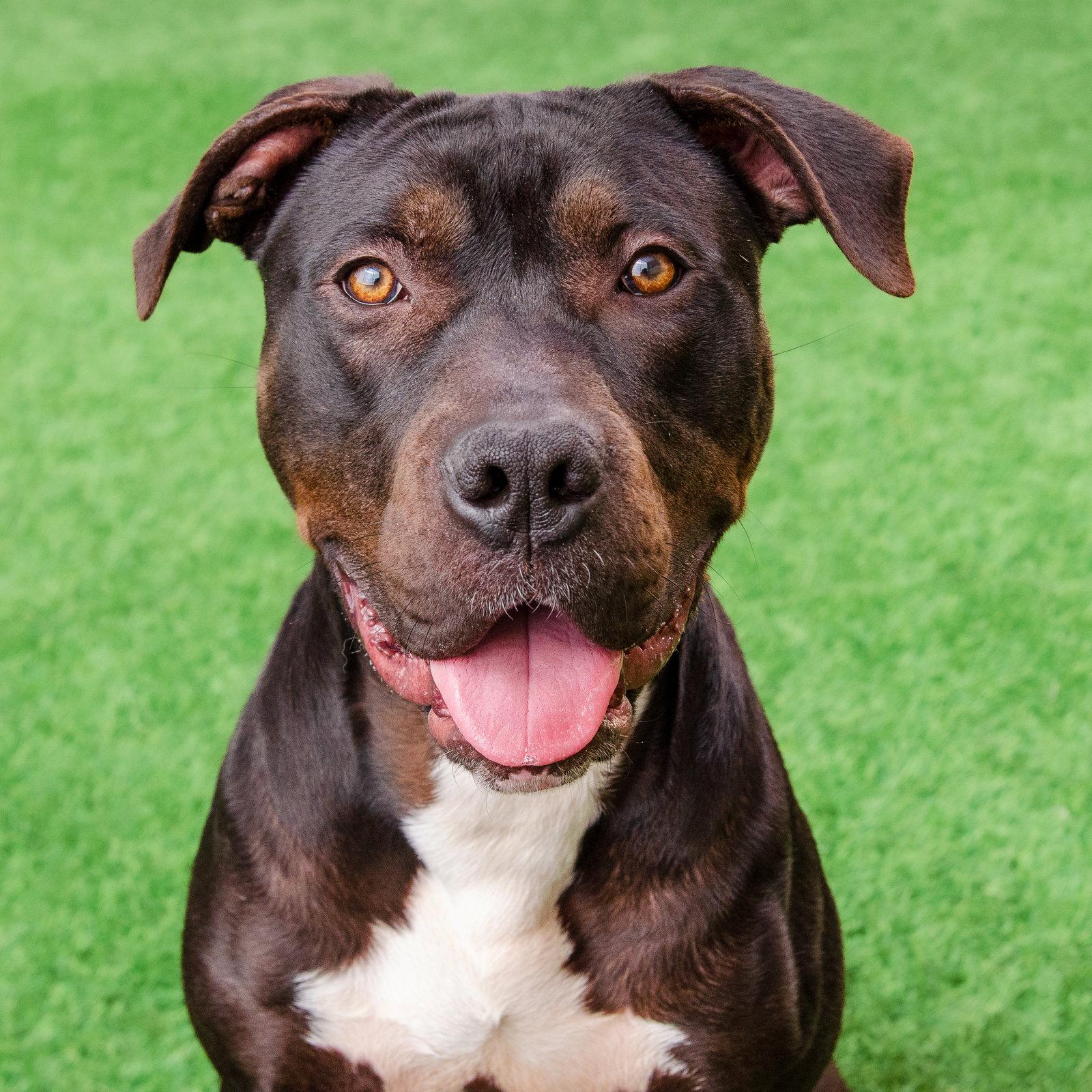 Figgy, a Adoptable Pit Bull Terrier in Burlingame, CA image 1/3