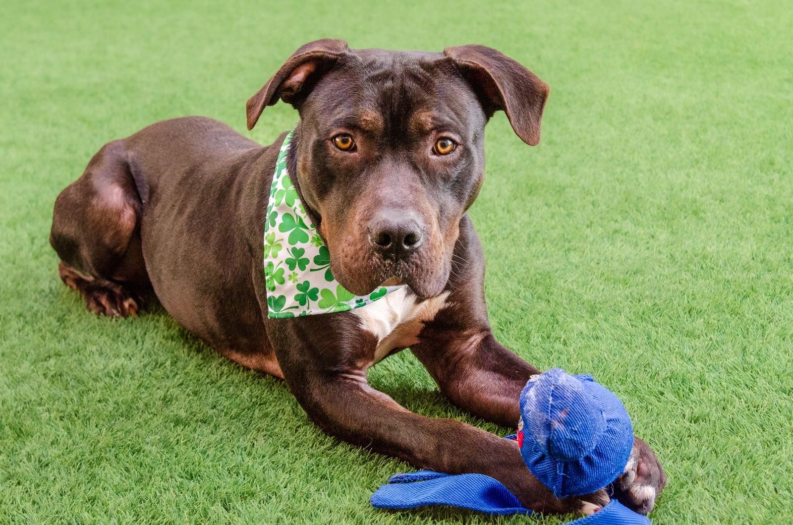 Figgy, a Adoptable Pit Bull Terrier in Burlingame, CA image 2/3