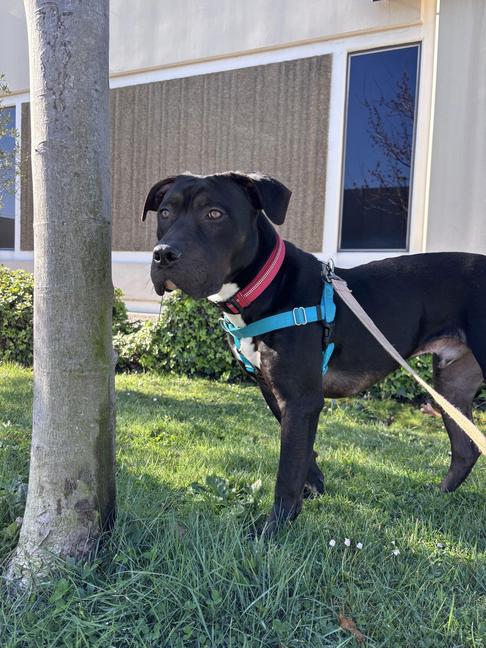 Figgy, a Adoptable Pit Bull Terrier in Burlingame, CA image 3/3