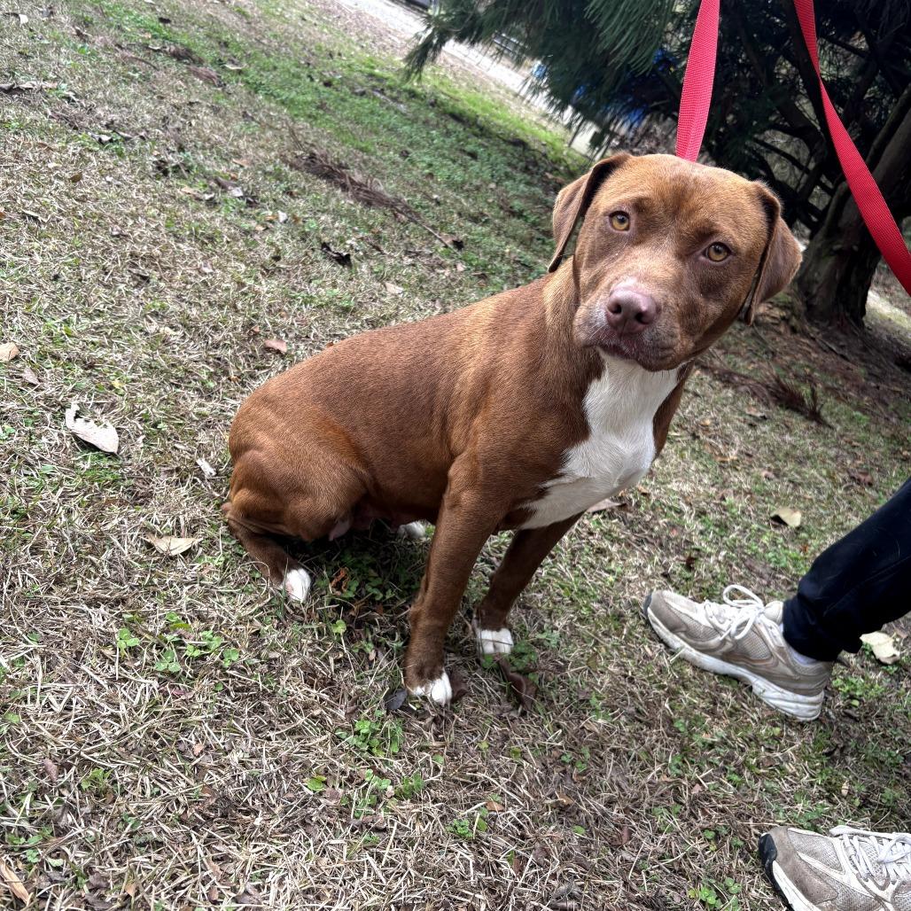 Sparkle, a Adoptable mixed breed in Clanton, AL image 1/2