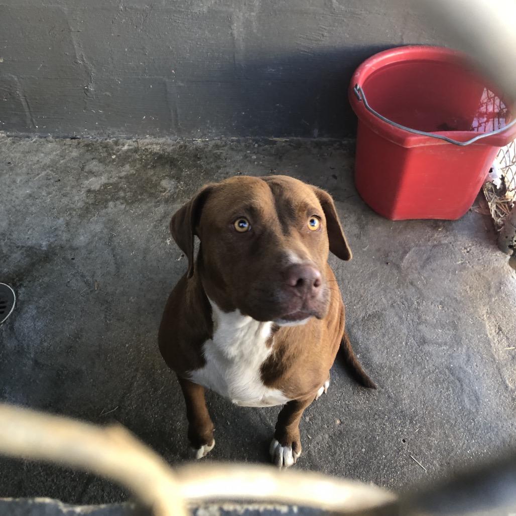 Sparkle, a Adoptable mixed breed in Clanton, AL image 2/2