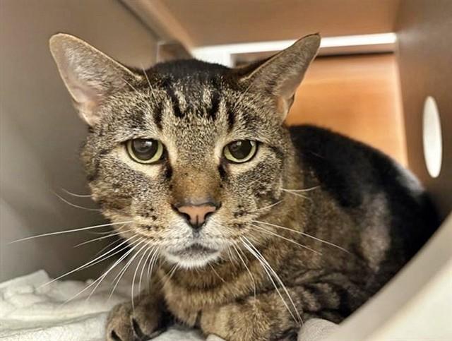 Enlarge MR T, a Adoptable Domestic Medium Hair in Saint Louis, MO image 1/1