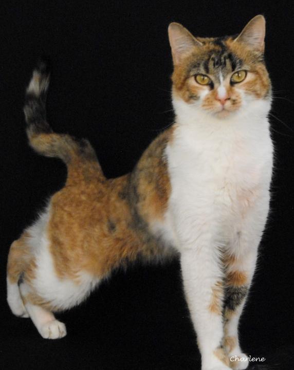 Enlarge Colorado, a Adoptable mixed breed in Newland, NC image 1/1