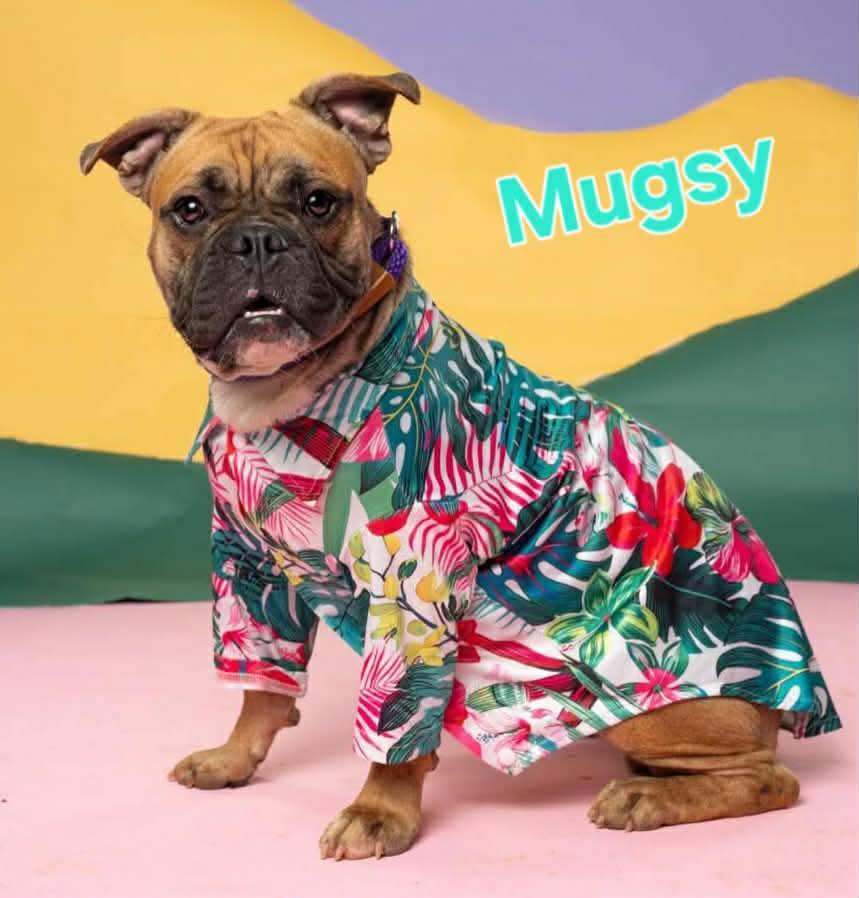 Mugsy, Adopted, Young Male French Bulldog & English Bulldog.