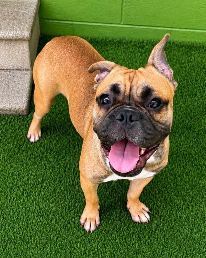 Enlarge Mugsy, a Adopted mixed breed in Cochran, GA image 2/4