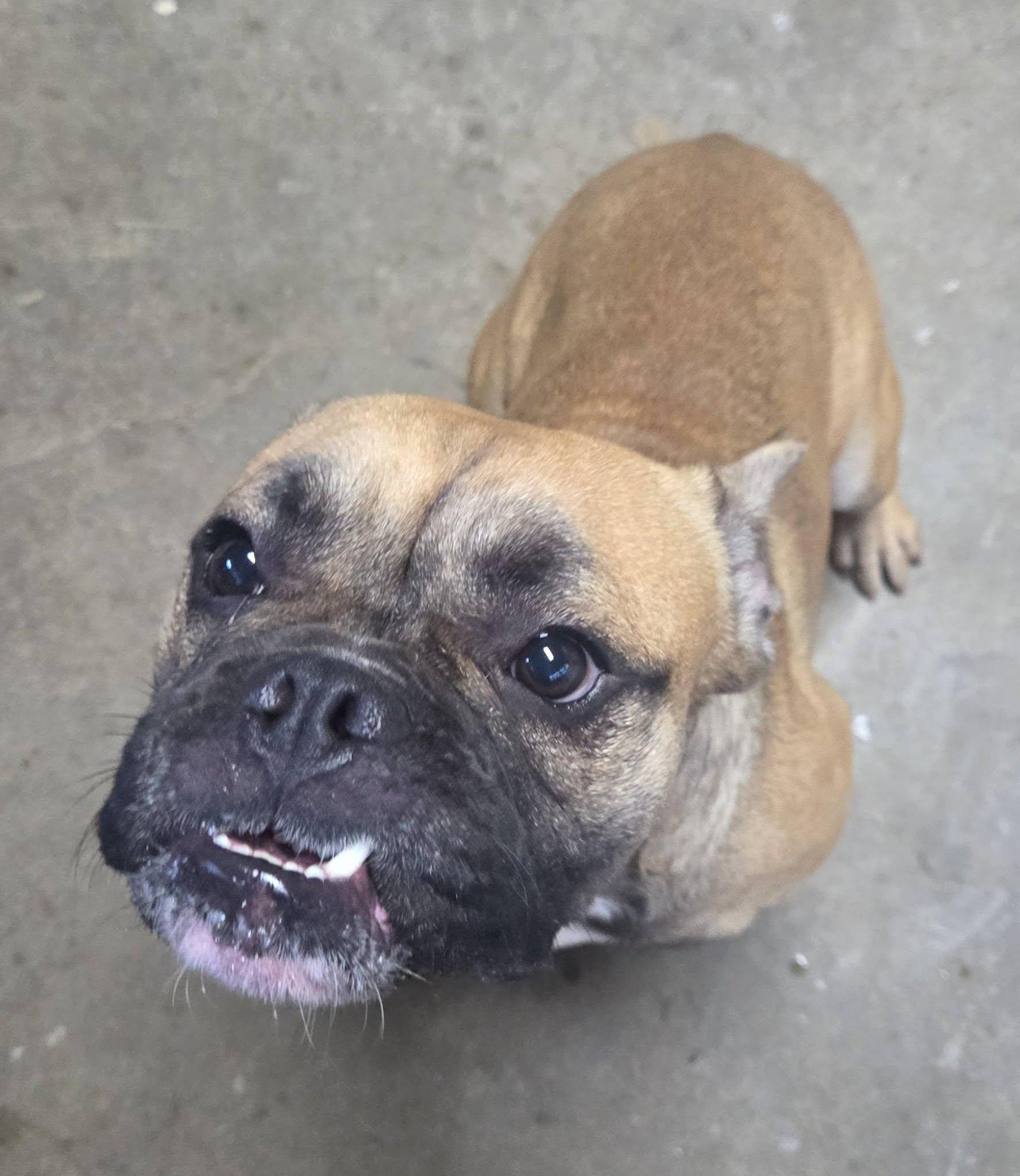 Enlarge Mugsy, a Adopted mixed breed in Cochran, GA image 4/4