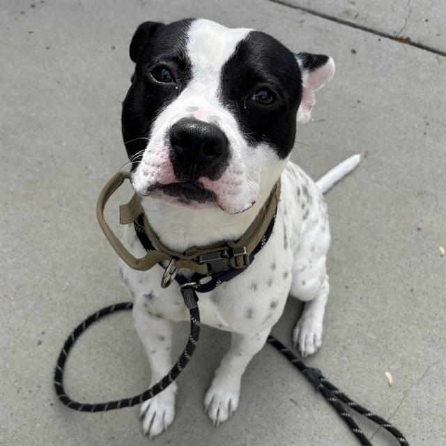 FRECKLES, Adoptable, Young Male Pit Bull Terrier & Mixed Breed.