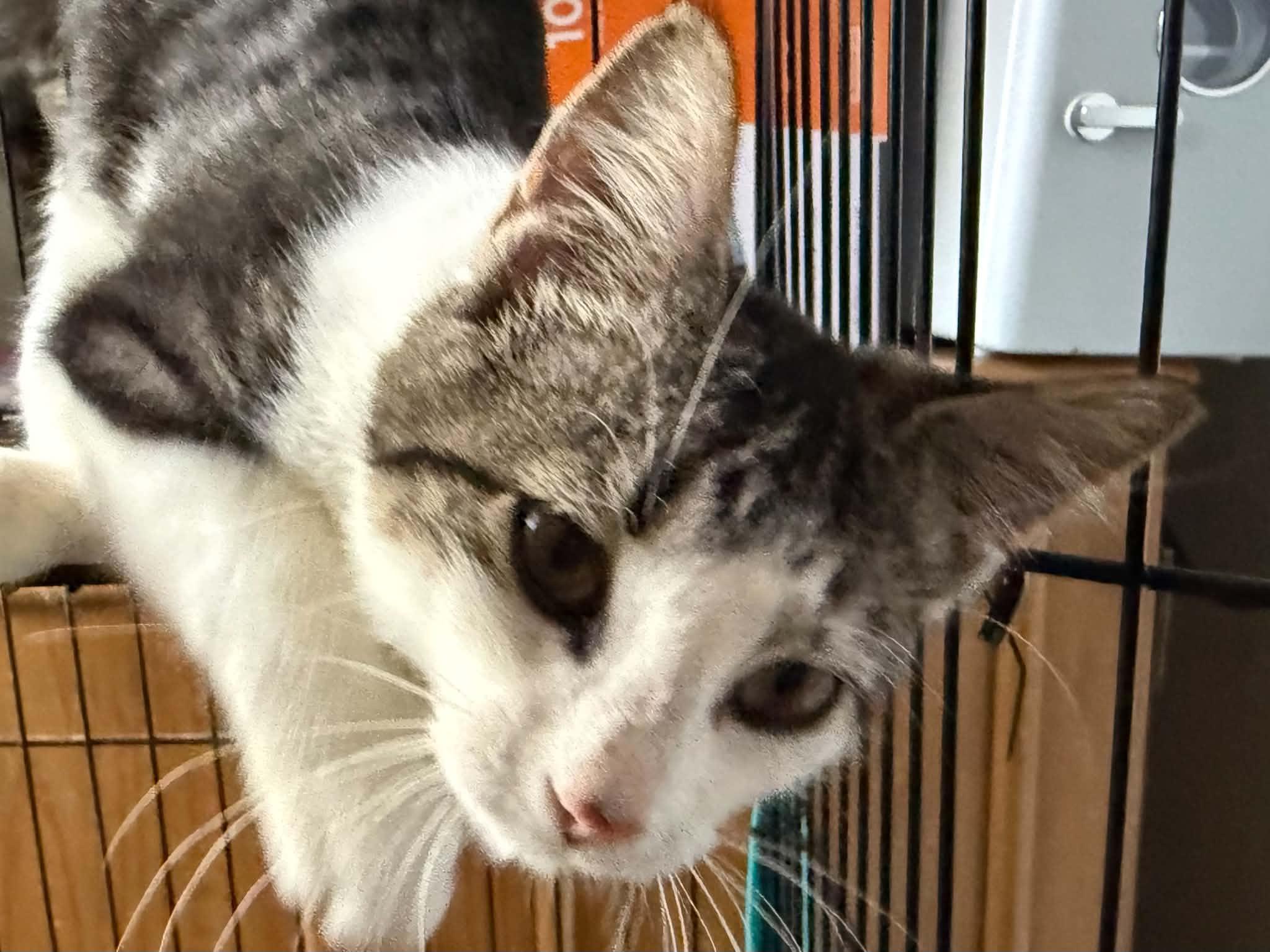Enlarge Smokey, a Adoptable Domestic Short Hair in Stockbridge, GA image 1/2