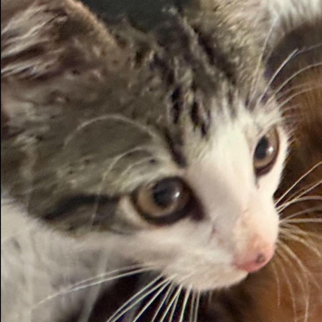Enlarge Smokey, a Adoptable Domestic Short Hair in Stockbridge, GA image 2/2