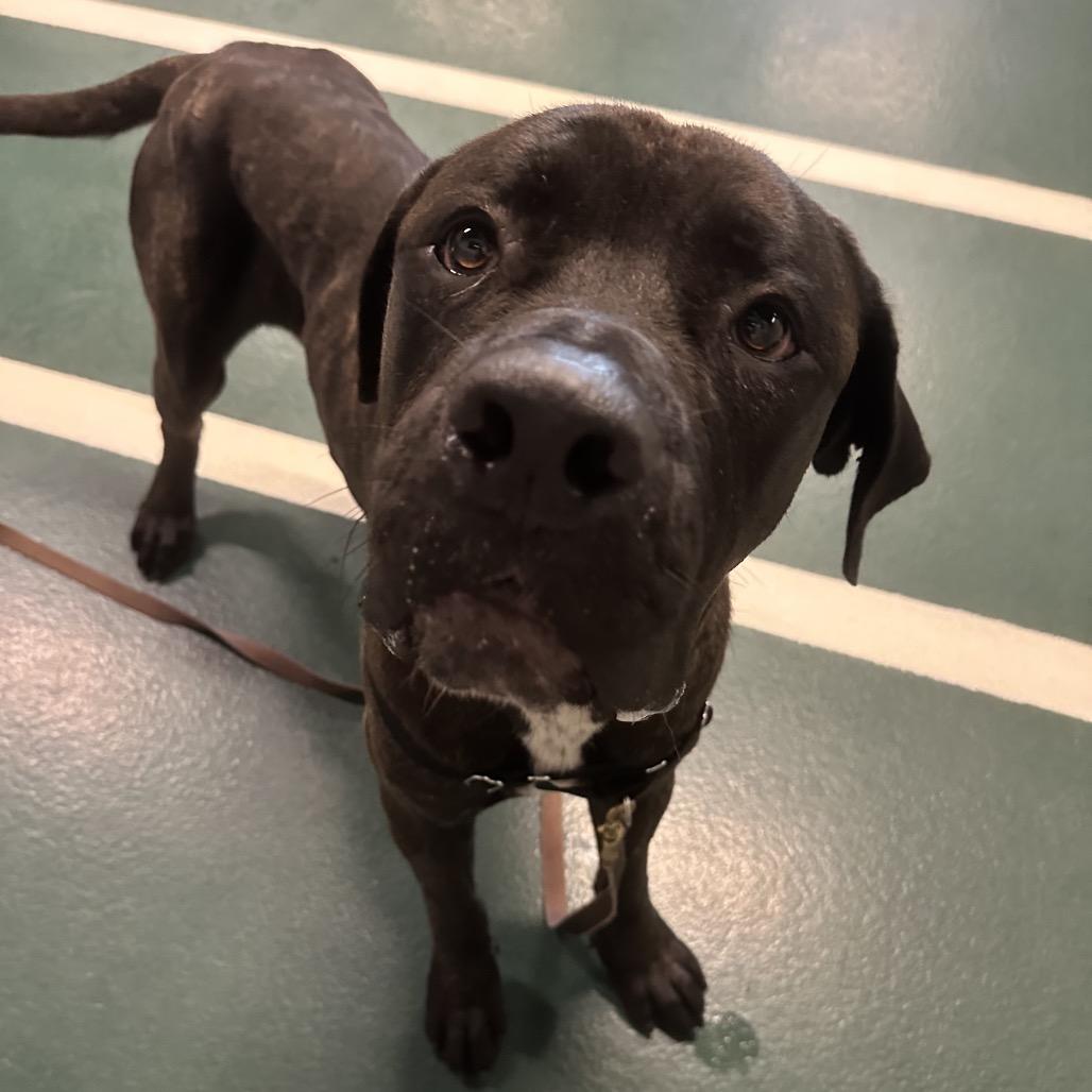 Enlarge Titan, a Adoptable Mixed Breed in Hinsdale, IL image 1/6