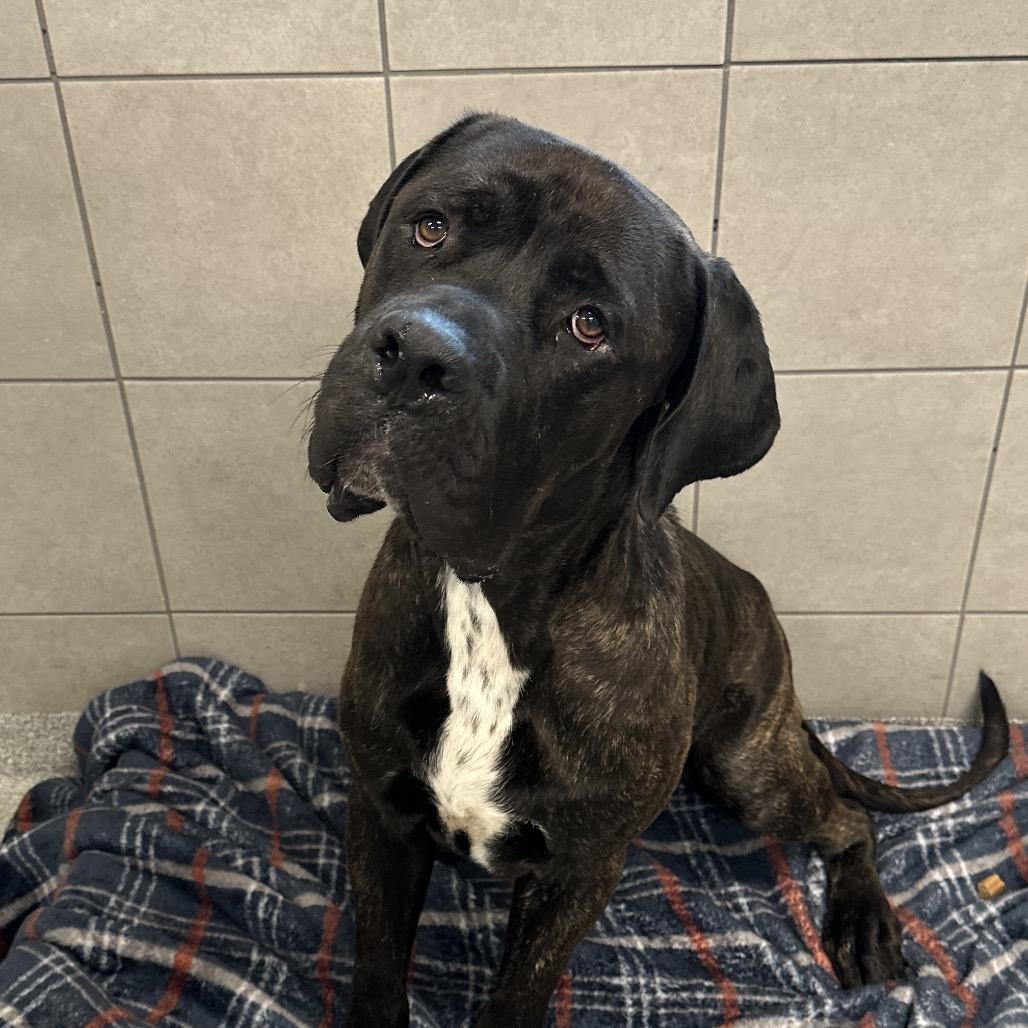 Enlarge Titan, a Adoptable Mixed Breed in Hinsdale, IL image 2/6