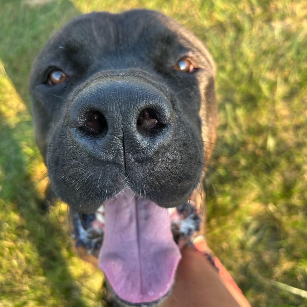 Enlarge Titan, a Adoptable Mixed Breed in Hinsdale, IL image 3/6