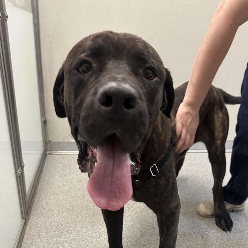 Enlarge Titan, a Adoptable Mixed Breed in Hinsdale, IL image 4/6
