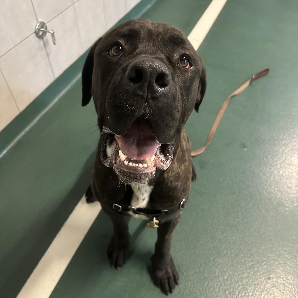Enlarge Titan, a Adoptable Mixed Breed in Hinsdale, IL image 5/6