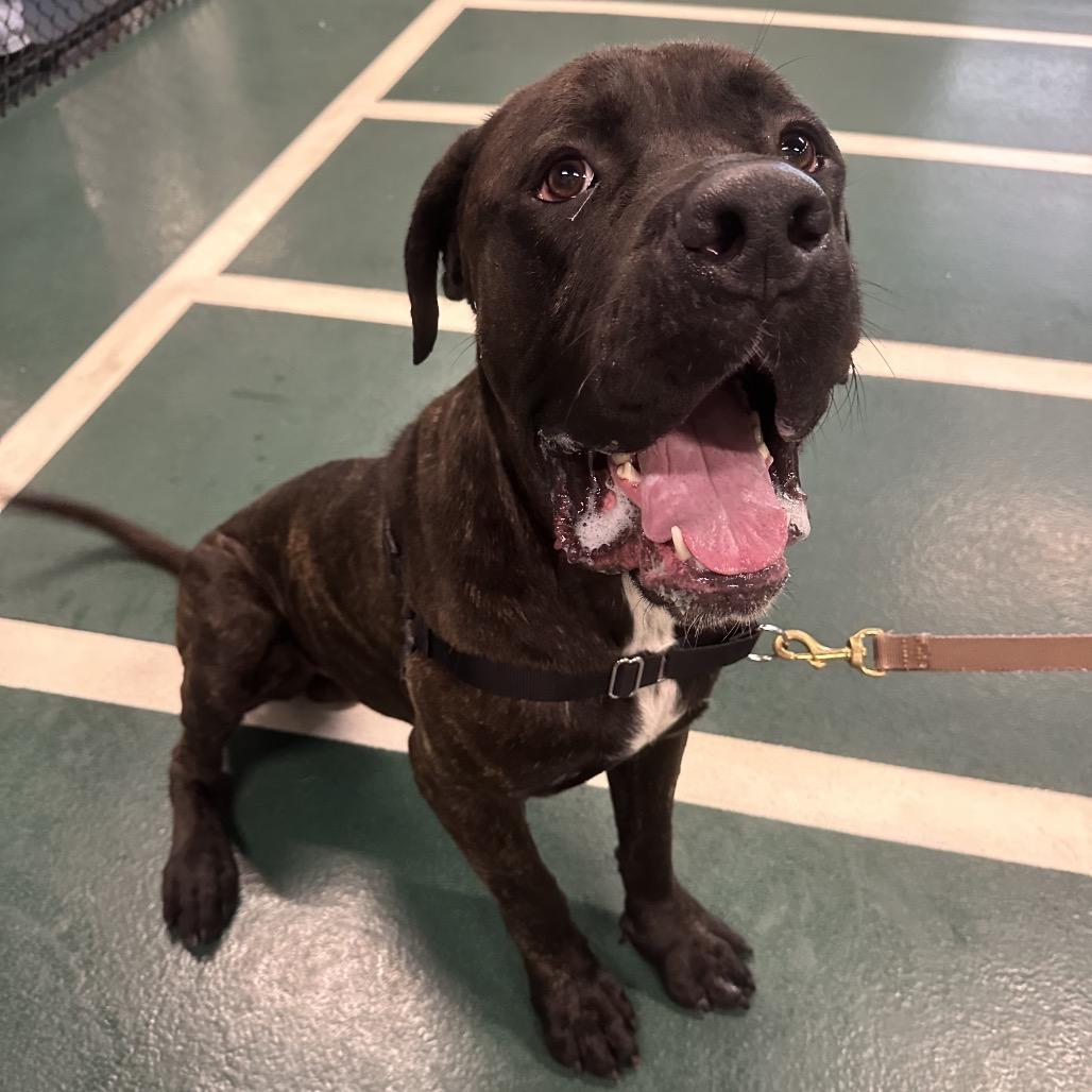 Enlarge Titan, a Adoptable Mixed Breed in Hinsdale, IL image 6/6