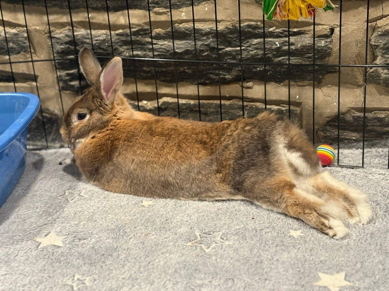 Sunny, Adoptable, Adult Male Bunny Rabbit & American Sable.